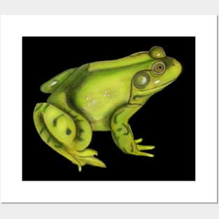 American Bullfrog Drawing Posters and Art